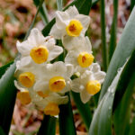 Tazettas daffodils